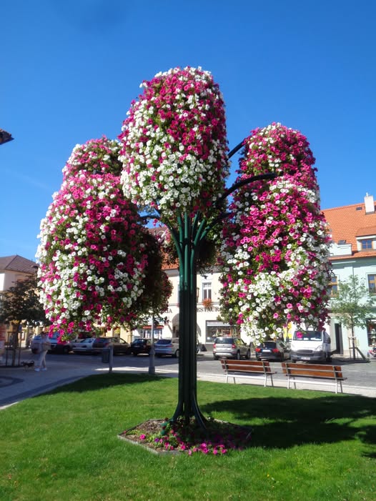 Flower-covered ornamental tree in a town square under a bright blue sky