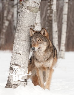 Grey wolf standing next to a birch tree trunk in a snowy winter forest