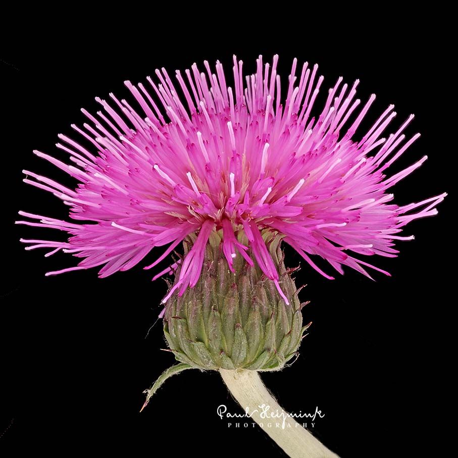 Close-up of pink thistle flower with spiky petals on black background