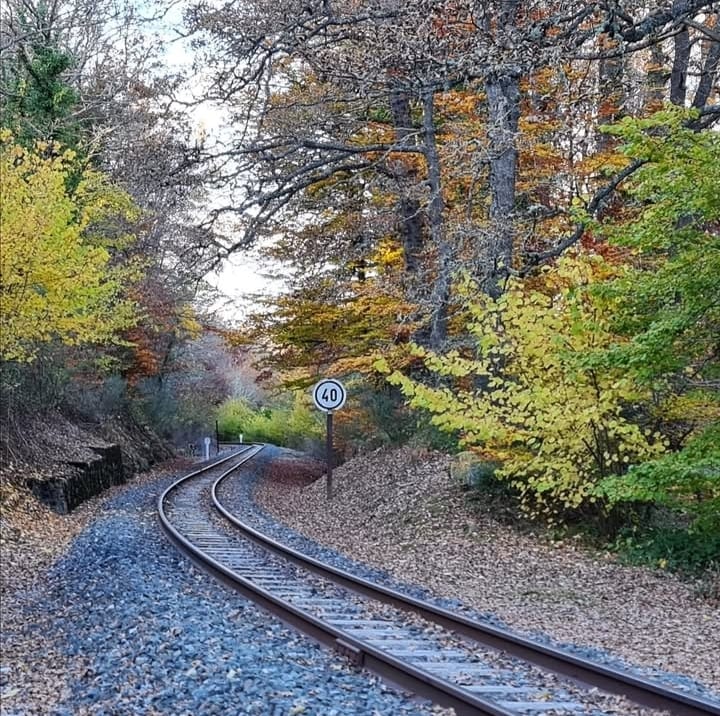 Curving railway tracks through autumn trees in a wooded area