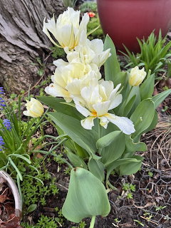 White parrot tulips with ruffled petals and green leaves growing in a garden near a clay pot