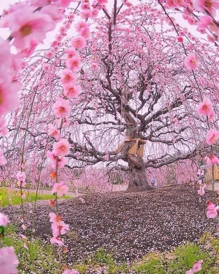 Jigsaw puzzle image