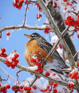 Robin on Winter Branch
