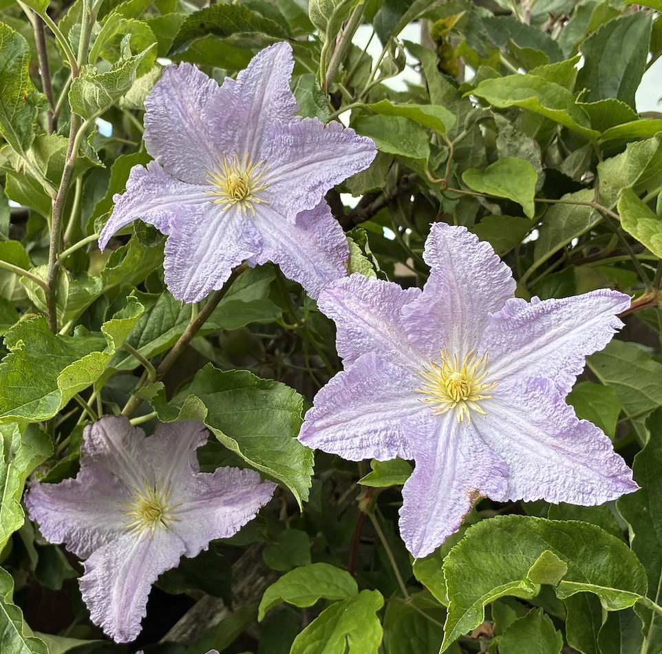 Three Lilac Clematis Flowers