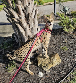 Spotted Savannah cat on red leash sitting by palm tree in suburban yard