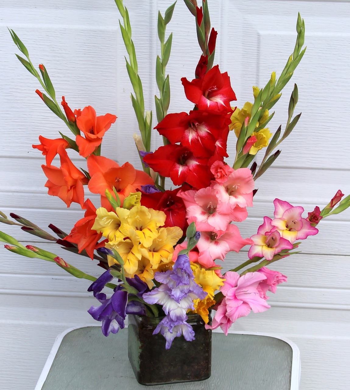 Colorful gladiolus arrangement with red, orange, yellow, pink and purple blooms in dark vase on white wood surface