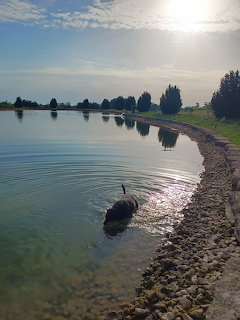 Dog swimming in shallow lake water near a rocky shore with trees in the background