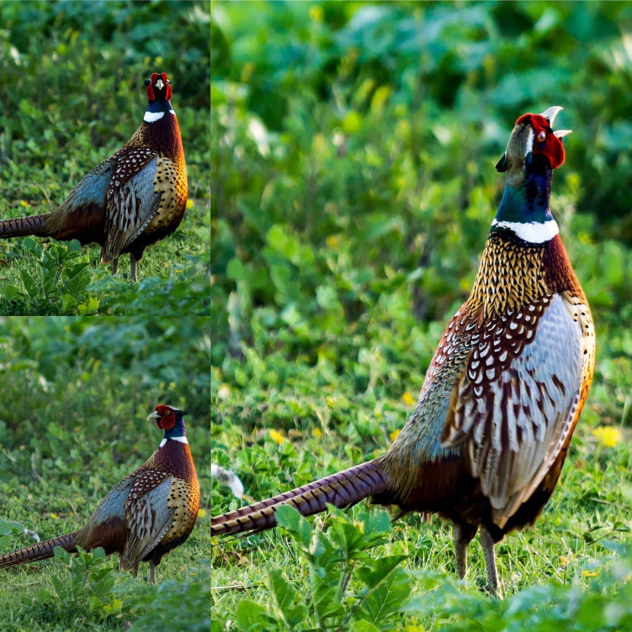 Three-photo collage of a ring-necked pheasant in green grass