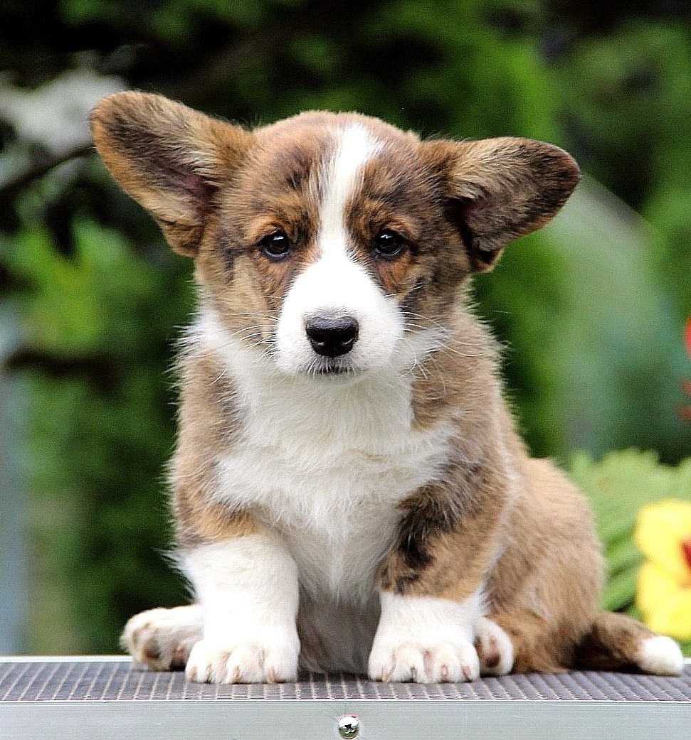Corgi Puppy Portrait