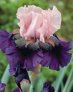 Close-up of a bearded iris with pink standards and deep purple falls against green foliage