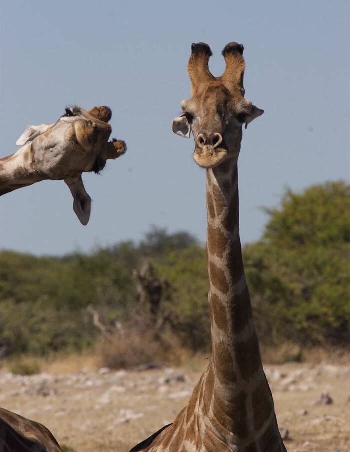 Two giraffes in African savanna, one appearing to photobomb the other with a funny expression