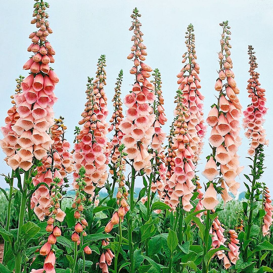 Tall pink foxglove flowers with bell-shaped blooms in a garden setting