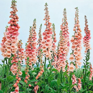 Pink Foxglove Flowers