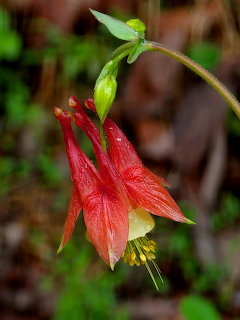 Wild Scarlet Columbine