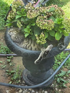 Tabby cat sleeping in a dark green planter with blooming plants