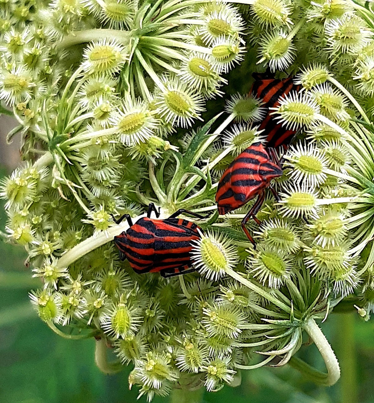 Colorful Striped Shield Bugs