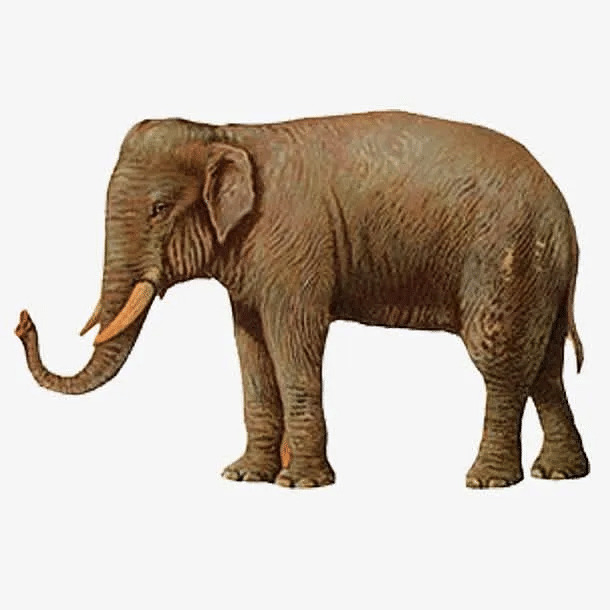 Brown Elephant