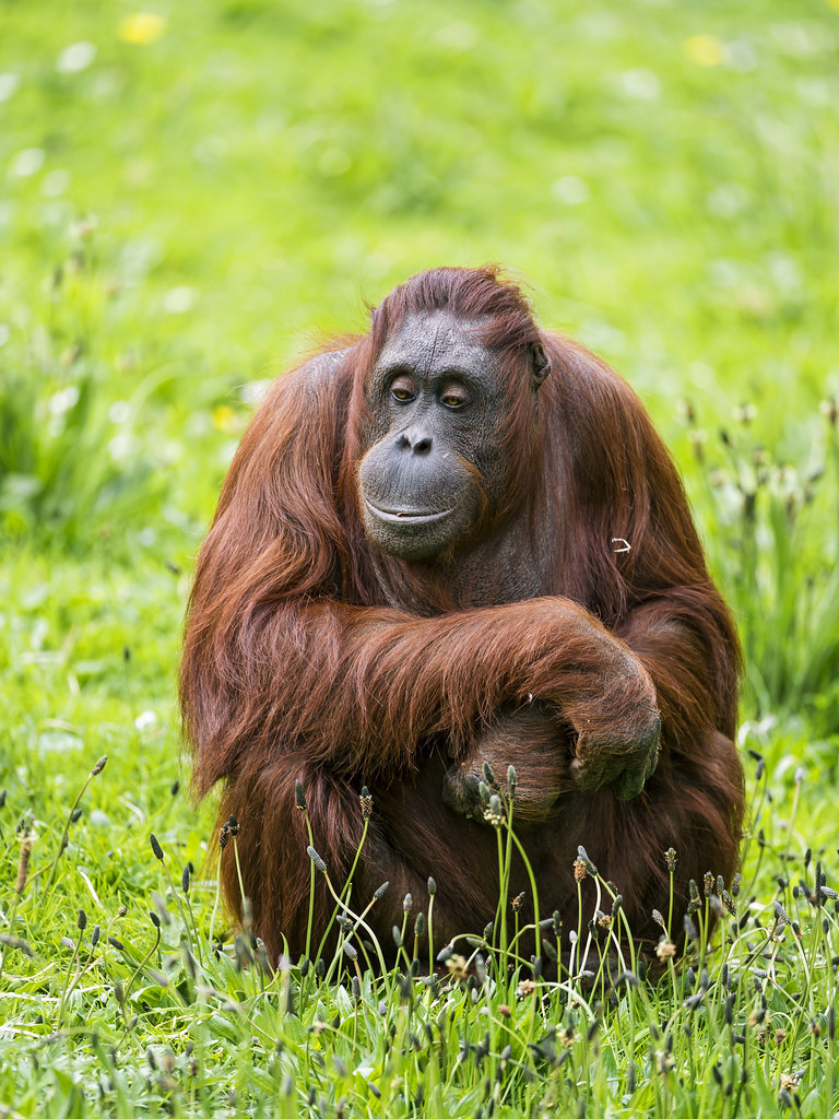 Orangutan with long reddish-brown fur sitting in green grass