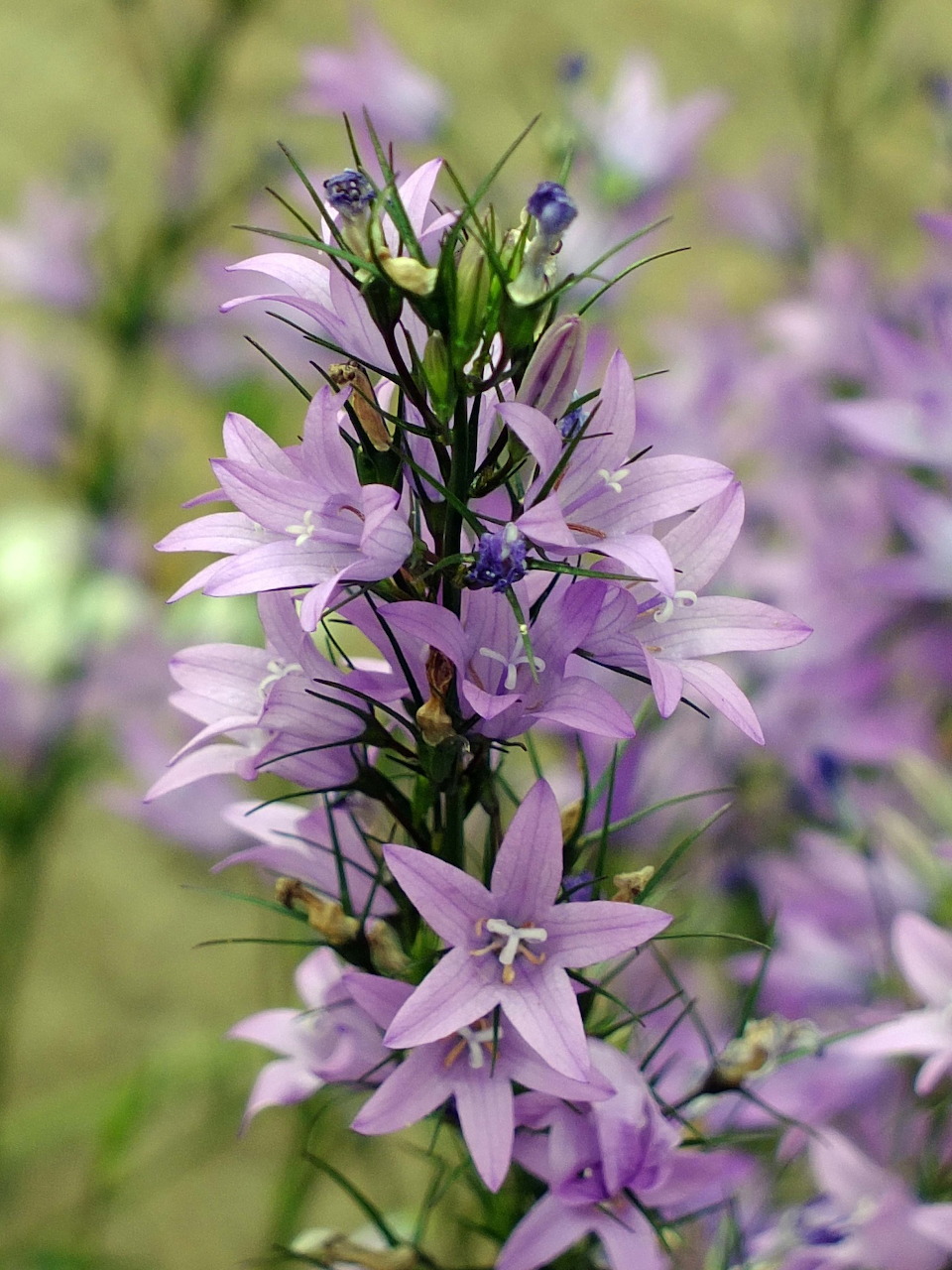 Purple Campanula Flowers