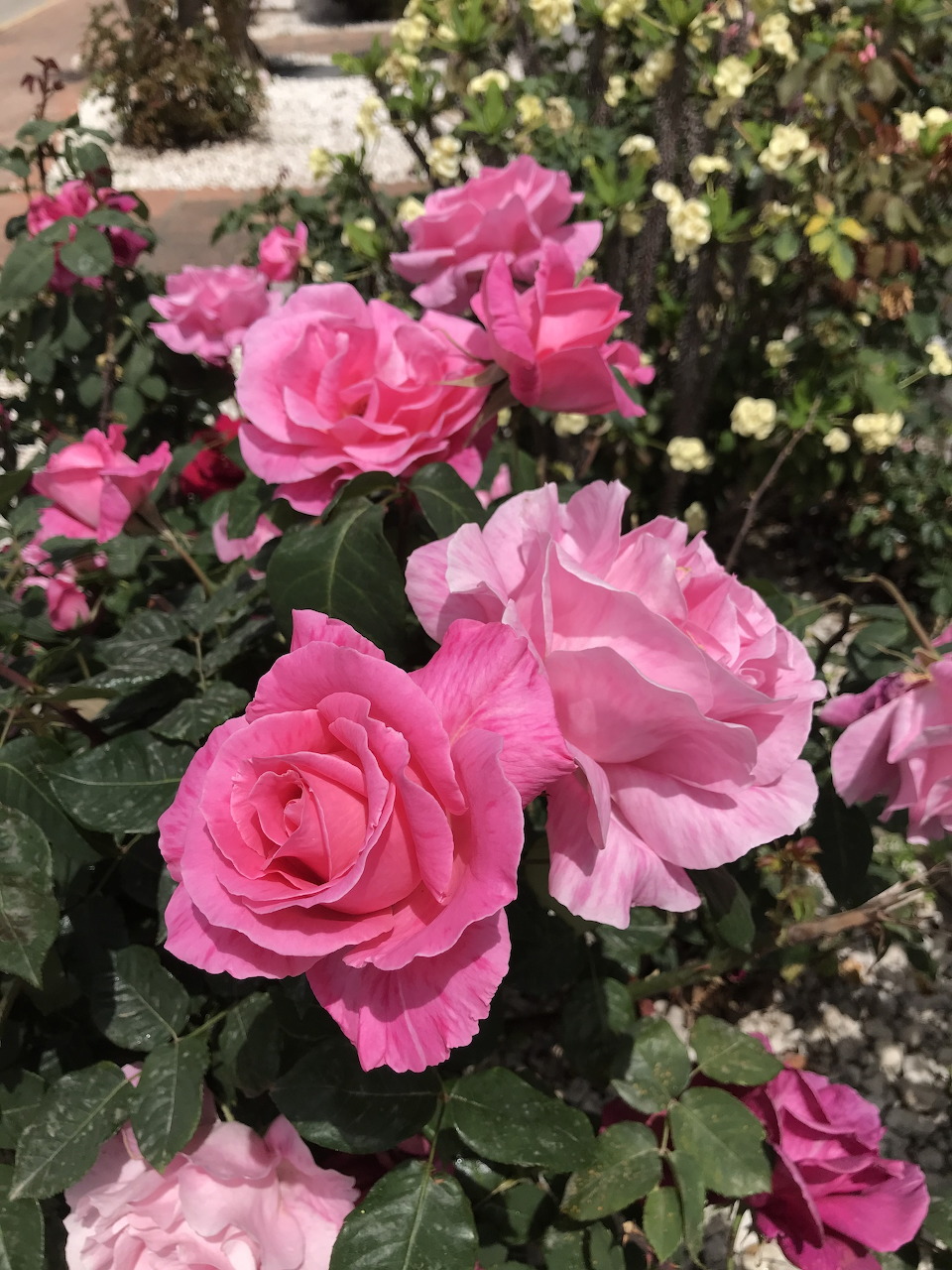 Pink camellia flowers blooming in a garden with green leaves and soft background