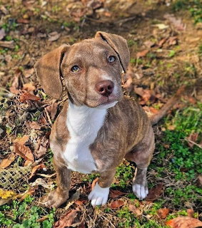 Brown and white terrier mix puppy sitting on fallen autumn leaves looking at camera