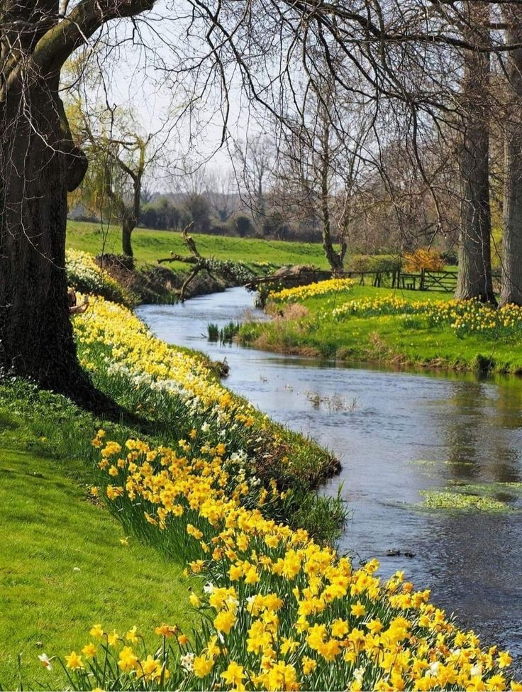 Yellow daffodils blooming along a winding stream in a spring garden