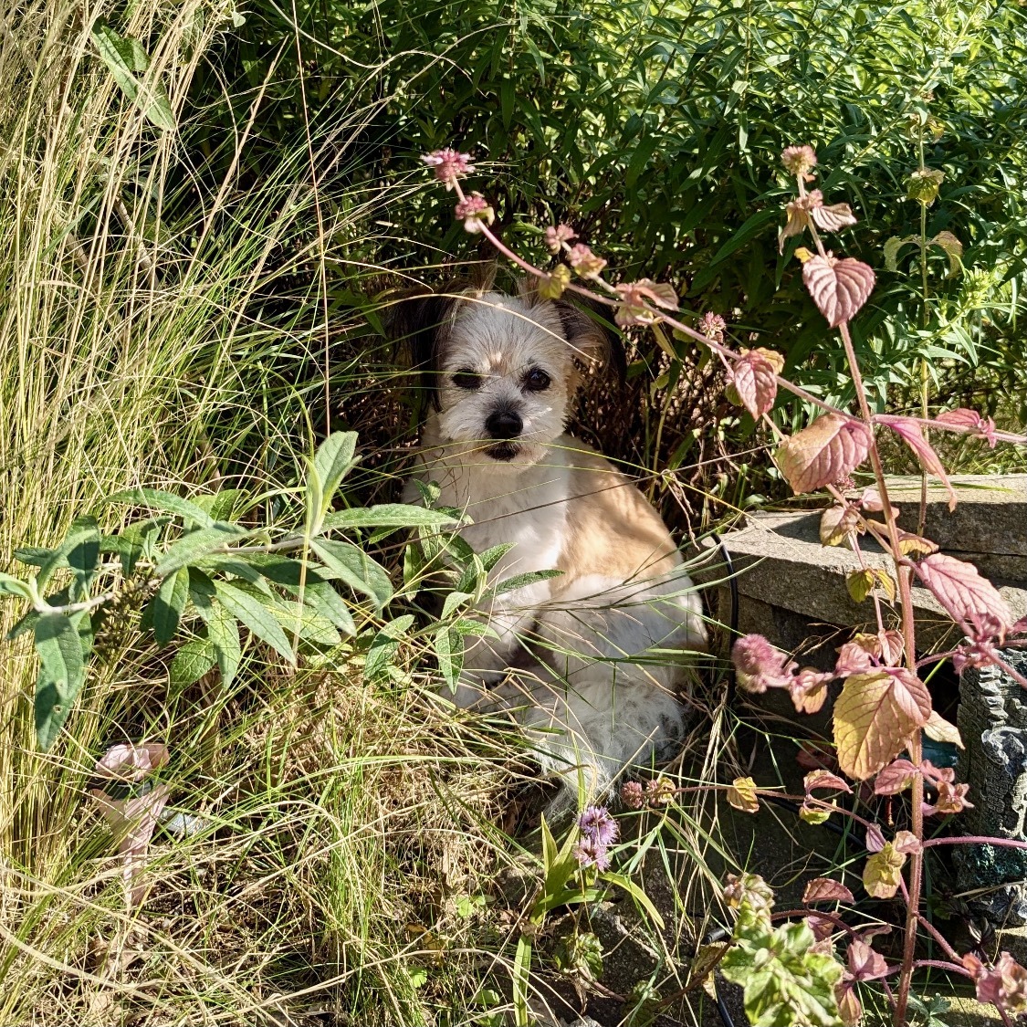 Small fluffy dog nestled in overgrown garden plants and dried grasses