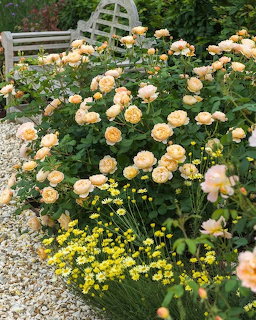 Peach Rose Garden