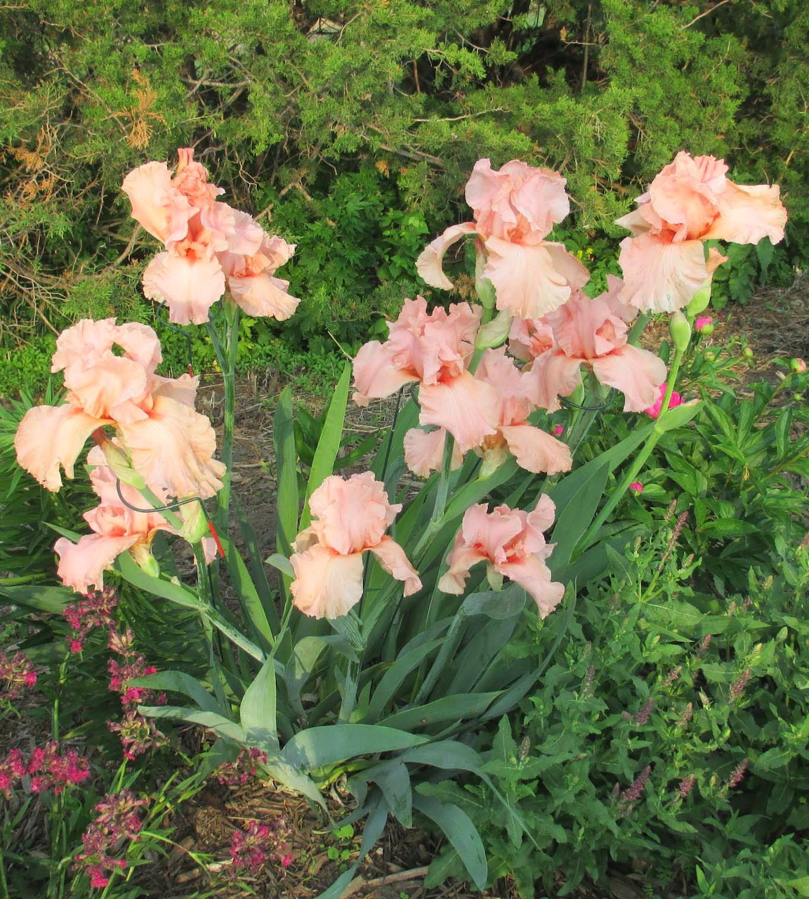 Pink Iris Garden Blooms