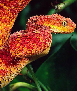 Close-up of a red and orange bush viper with keled scales on a green branch