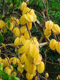 Clusters of bright yellow flowers on branches with green leaves in background