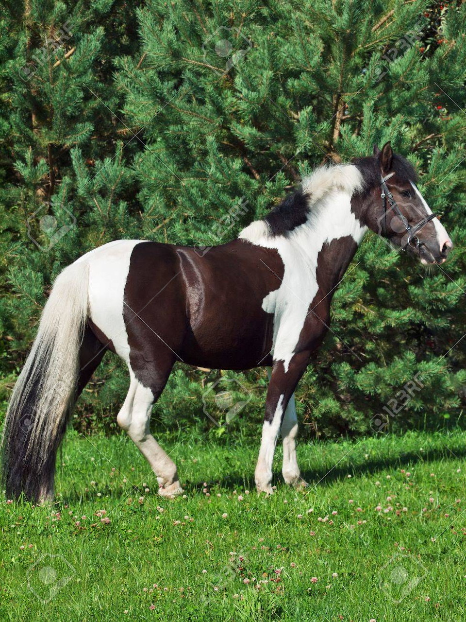 Brown and white pinto draft horse standing on green grass with trees behind