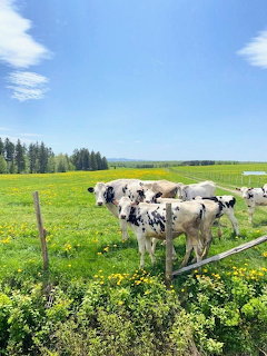 Black and white cows in a grassy field with yellow flowers under a blue sky
