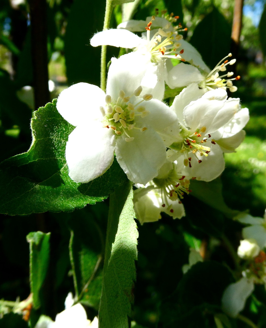 Apple Tree Blossoms