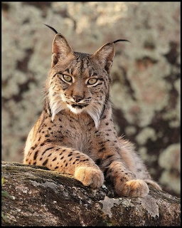 Iberian Lynx Resting on Rock