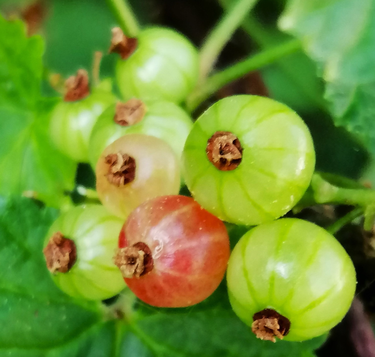 Green Gooseberries Closeup