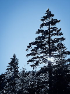 Sun shining through snow-covered evergreen trees under a clear blue sky