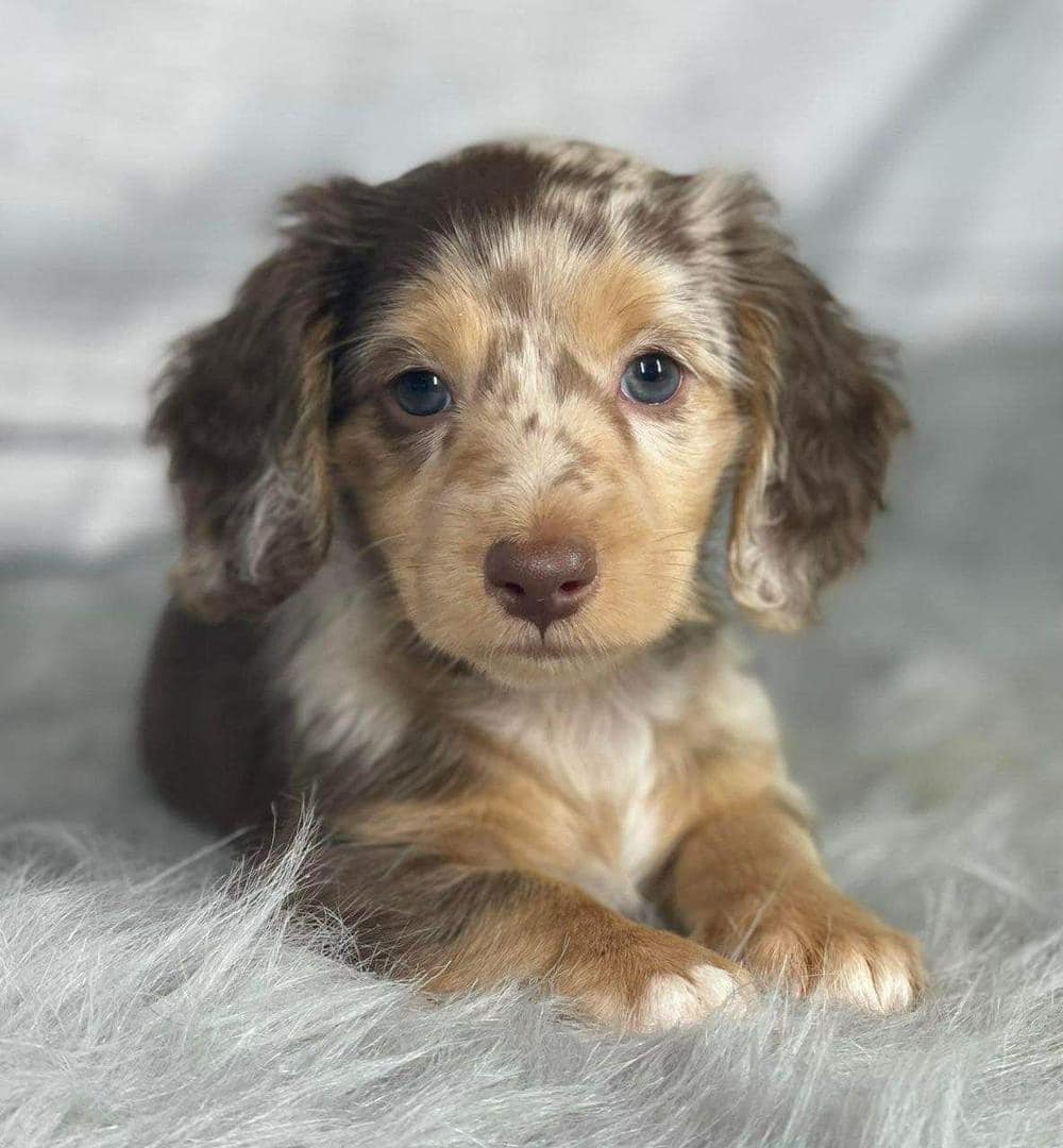 Cute speckled dapple dachshund puppy with long fur lying down, looking at camera with brown eyes