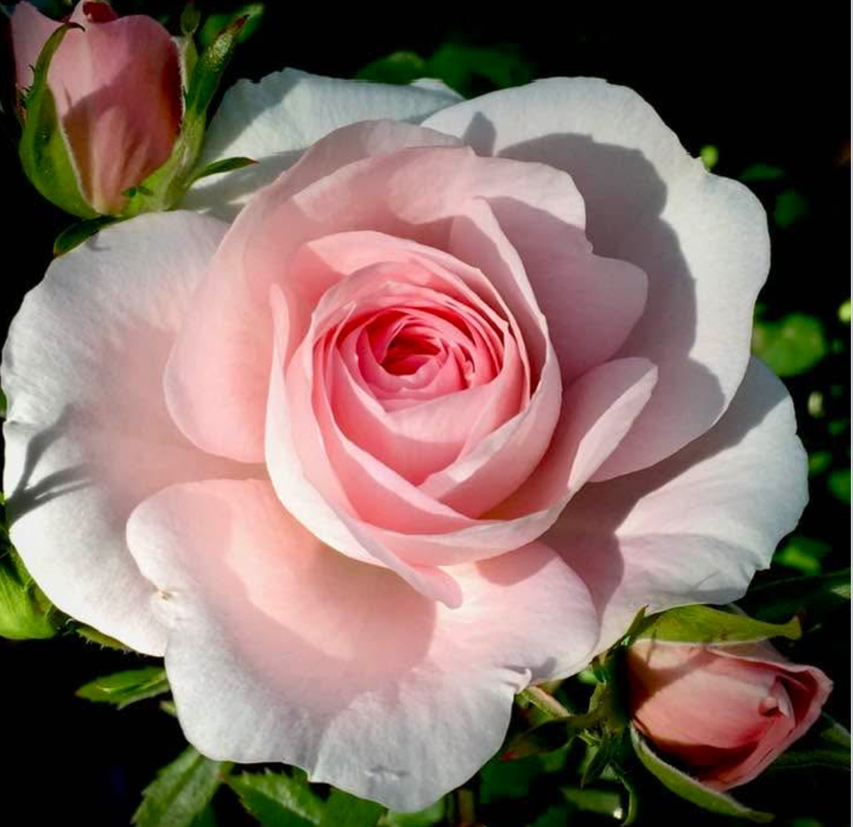 Pink Rose Bloom