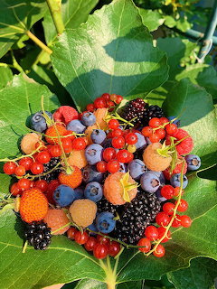 Assorted fresh berries including red currants, blueberries, blackberries and yellow raspberries on a green leaf