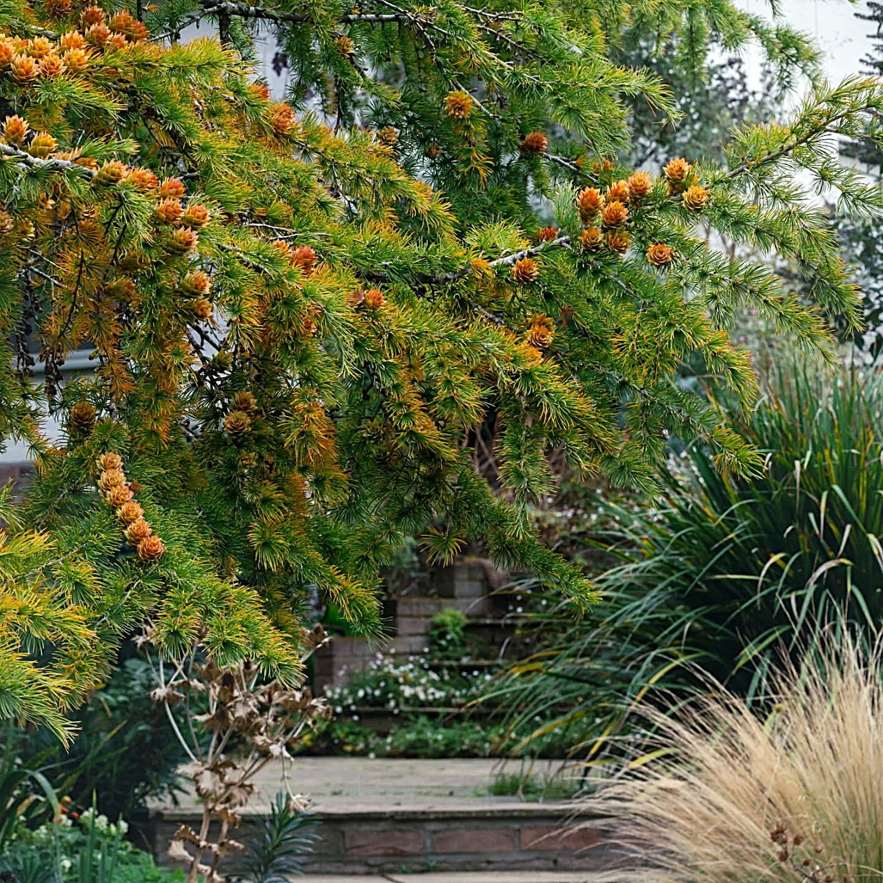 Autumn Cones