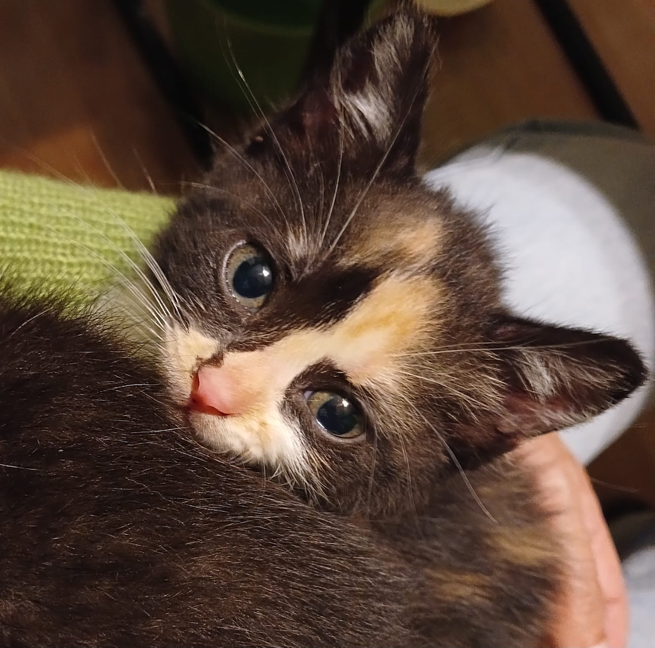 Close-up of a calico kitten with wide eyes resting against a hand
