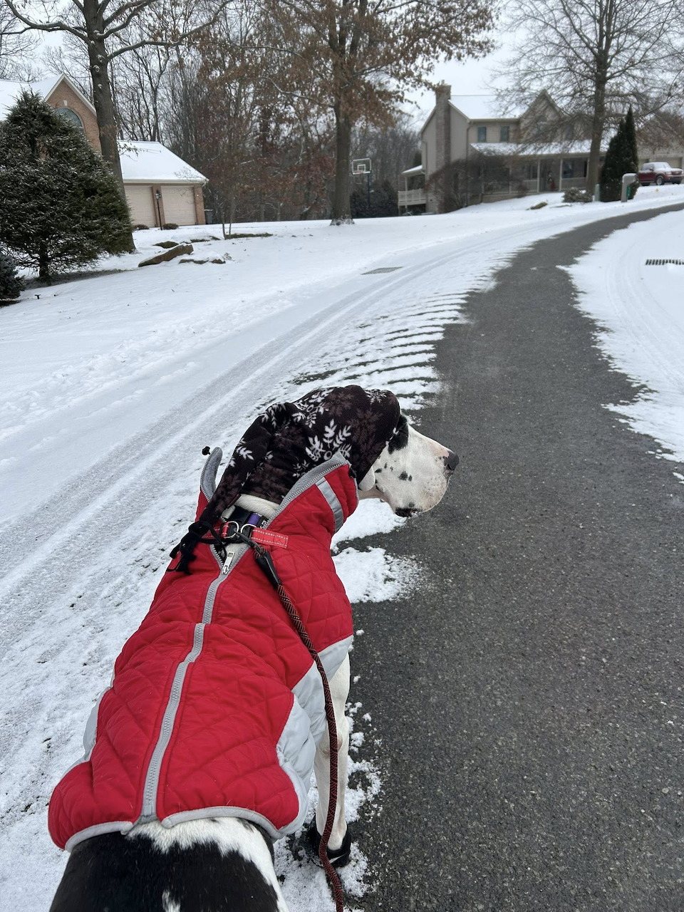 Two dogs in a red jacket on a leash walking down a snowy residential street in winter
