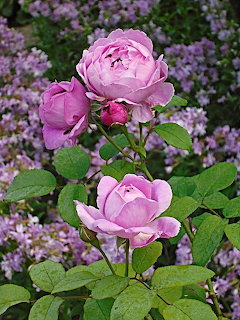 Pink Mary Rose roses bloming in a garden with green leaves and purple flowers behind