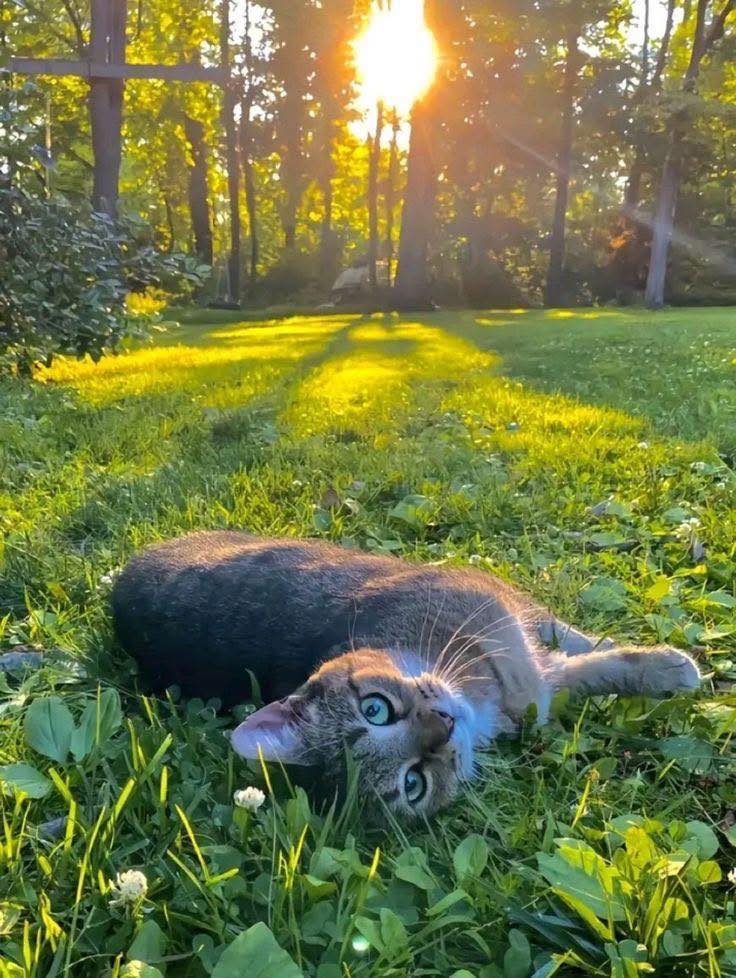 Cat Rolling in Sunlit Glade