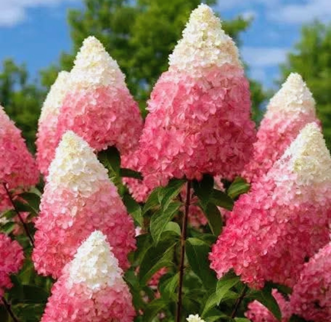 Berry White Hydrangea
