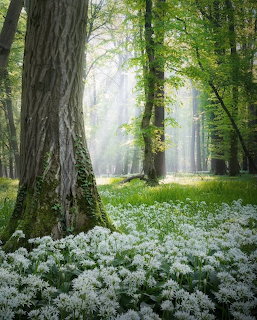 Sleeping Forest Springtime
