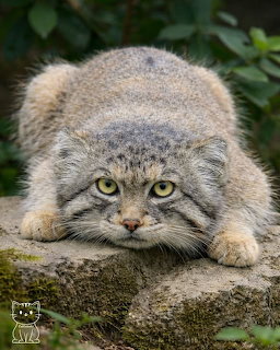 Pallas cat with fluffy gray fur and intense yellow eyes crouching on a mossy log