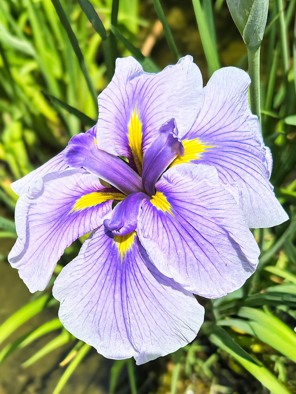 Japanese Iris Flower