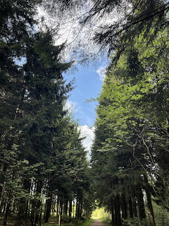 Forest Path in Altenberg
